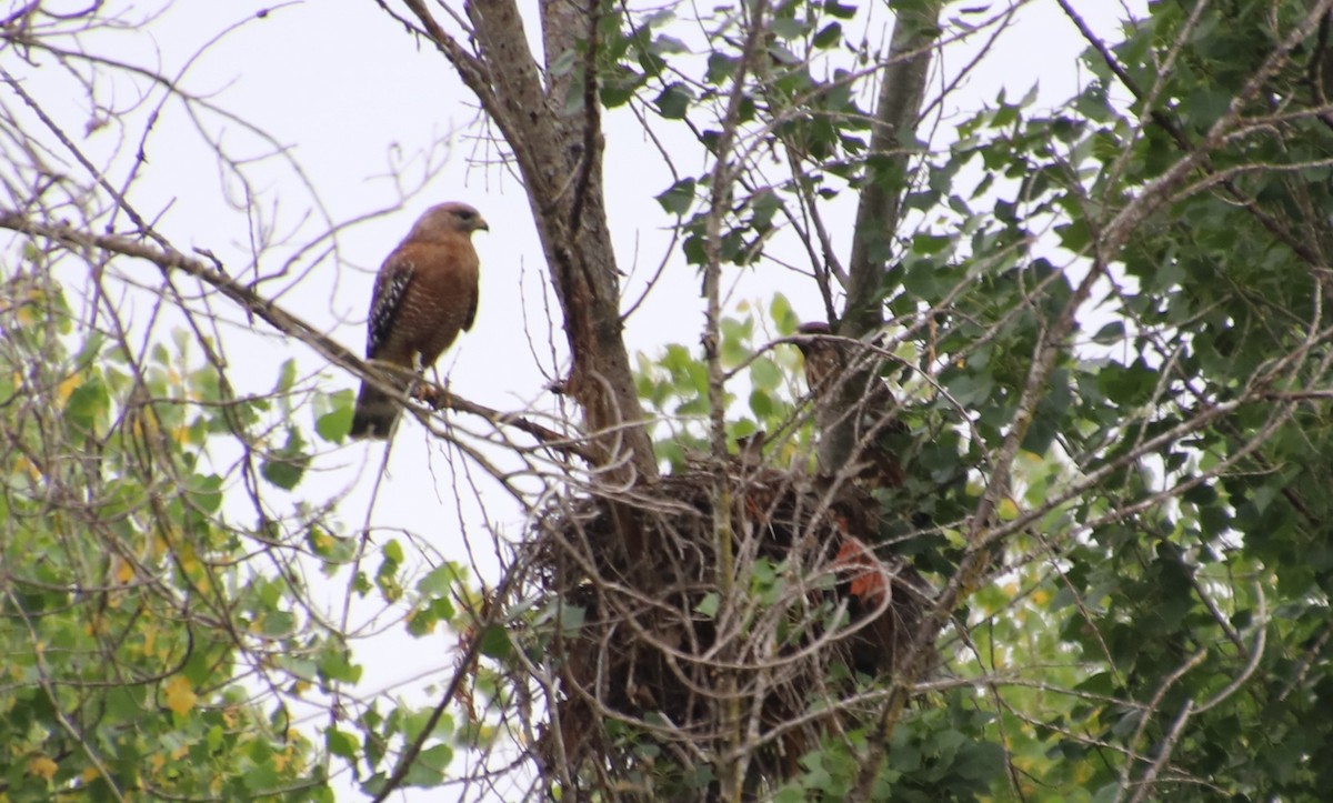 Red-shouldered Hawk - Millie and Peter Thomas