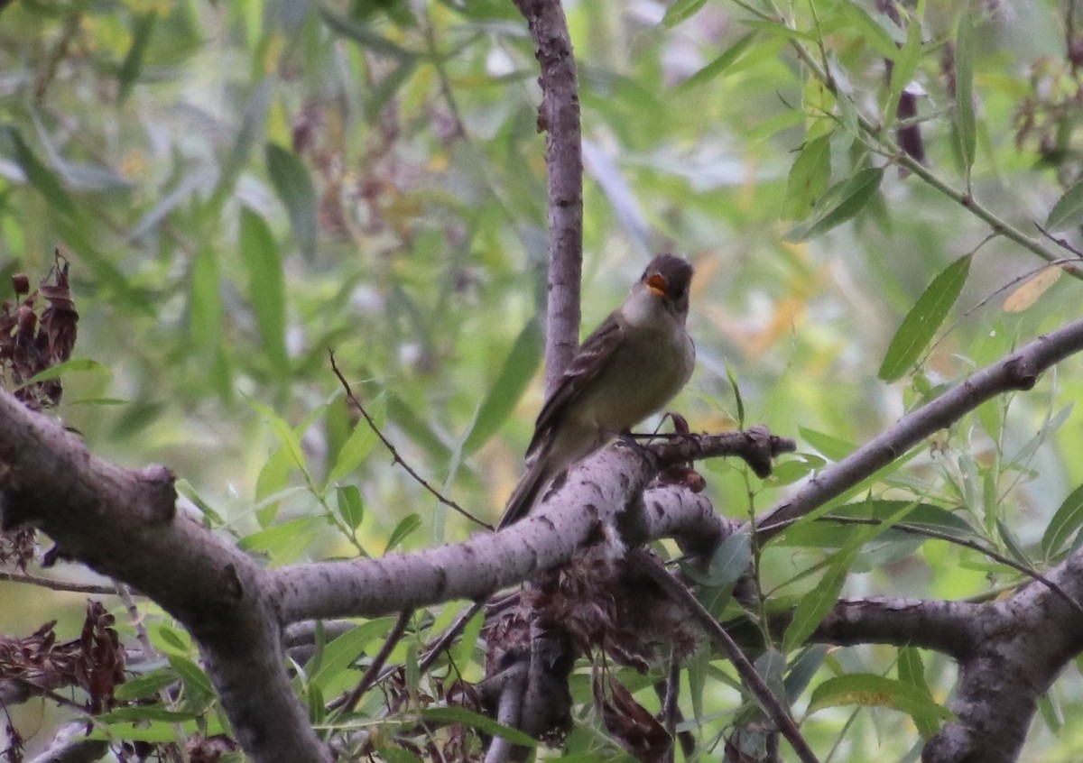 Western Flycatcher (Pacific-slope) - ML164281221