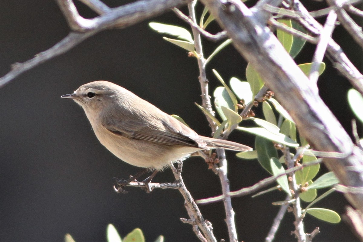 Plain Leaf Warbler - Alex Bayly