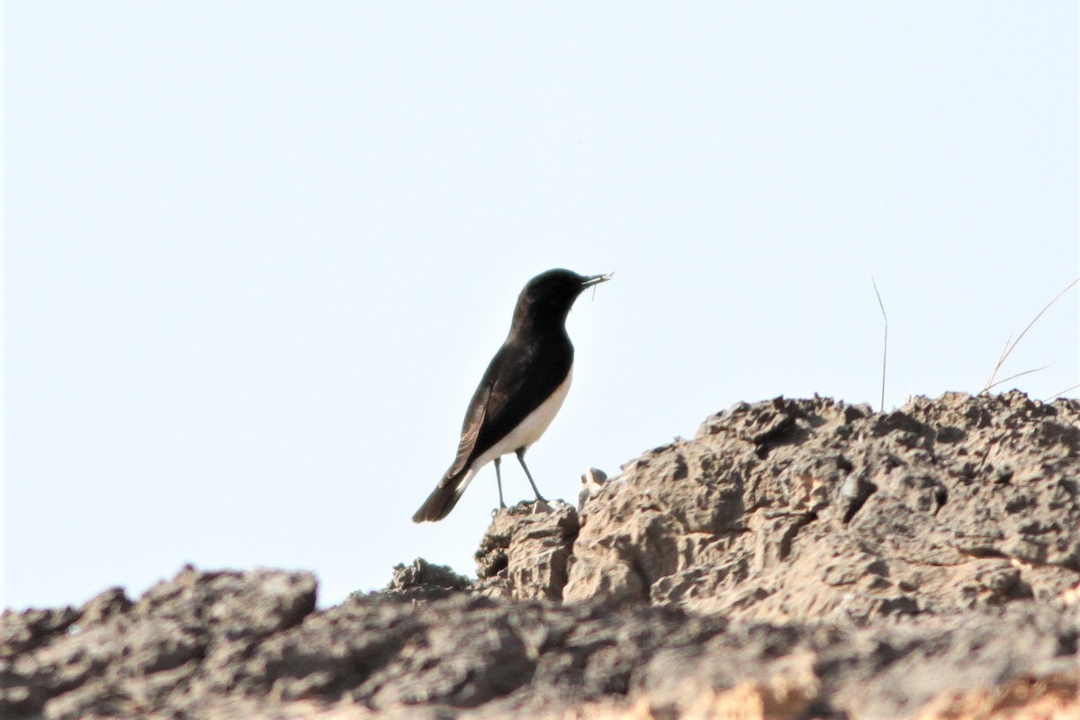 Hume's Wheatear - Alex Bayly