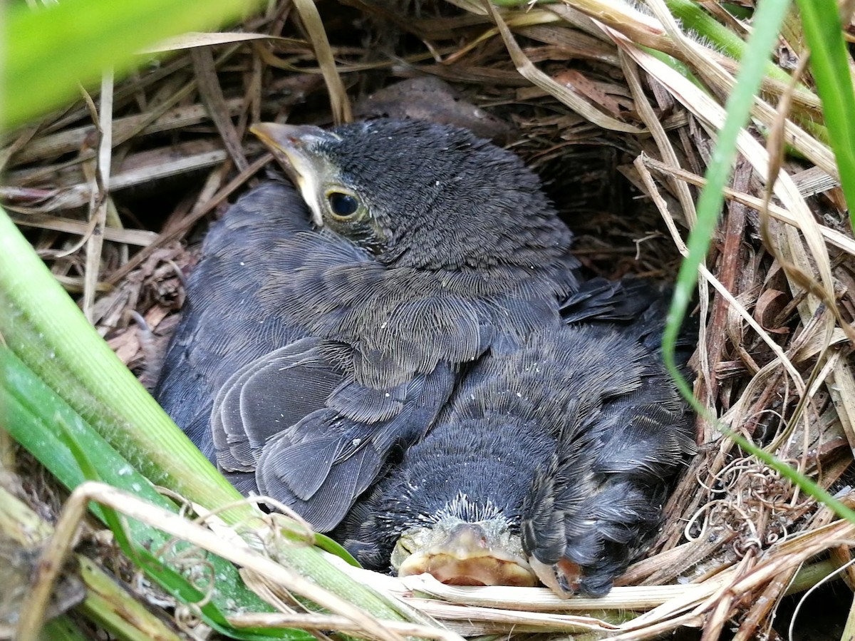 Shiny Cowbird - ML164284561