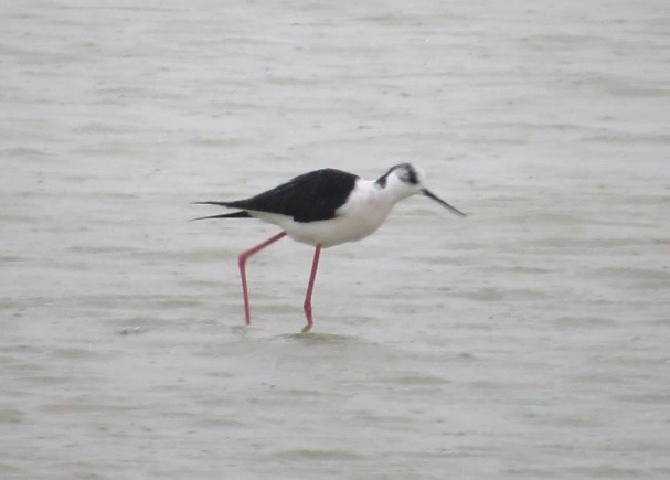 Black-winged Stilt - ML164287411