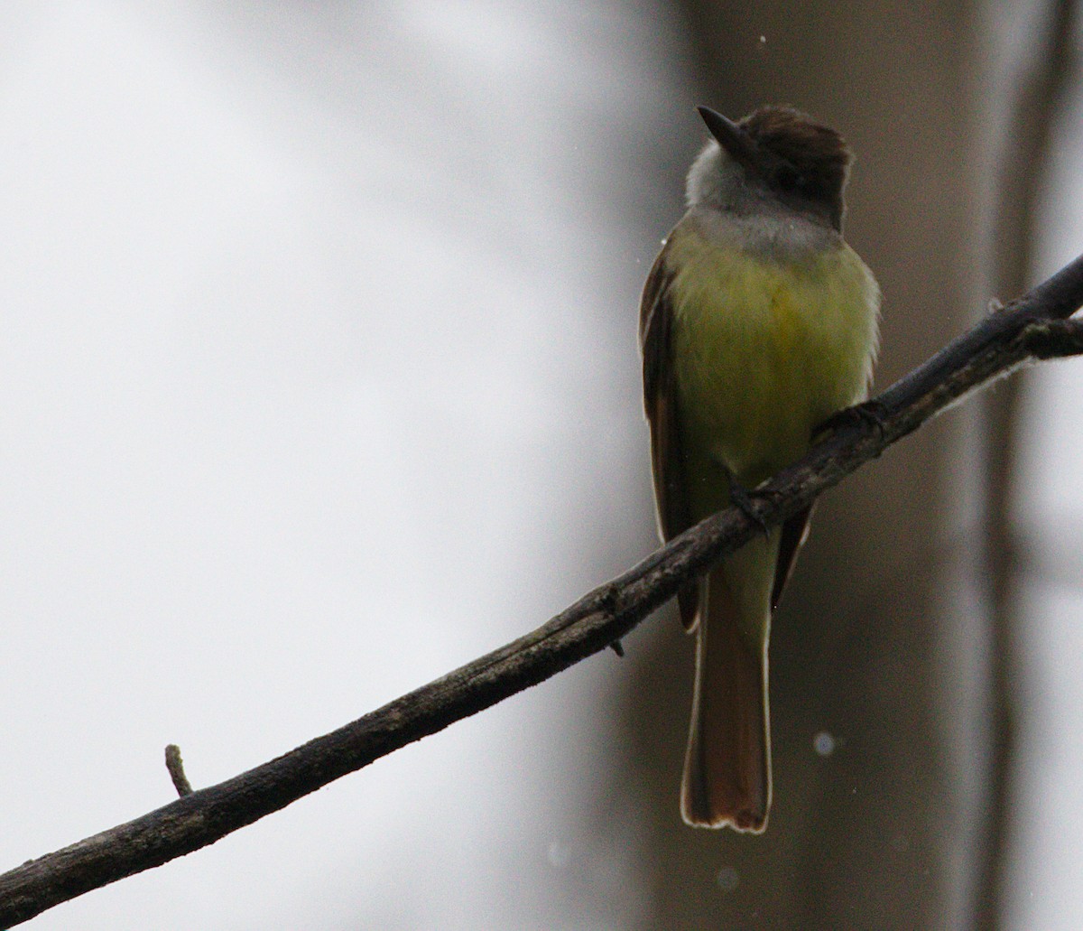 Great Crested Flycatcher - Mario St-Gelais