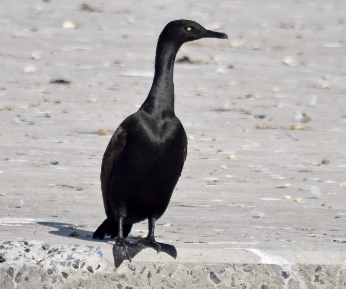 Bank Cormorant - John Bruin