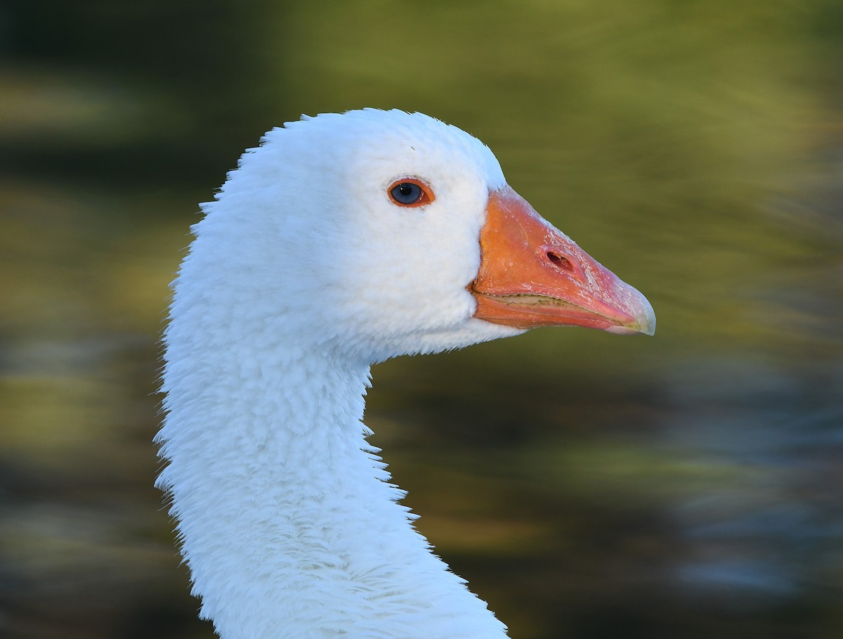 Domestic goose sp. (Domestic type) - ML164292871