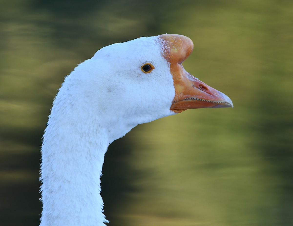 Domestic goose sp. (Domestic type) - ML164292991