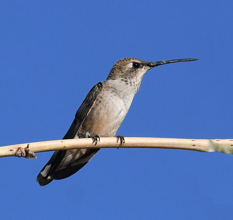 Black-chinned Hummingbird - ML164293161