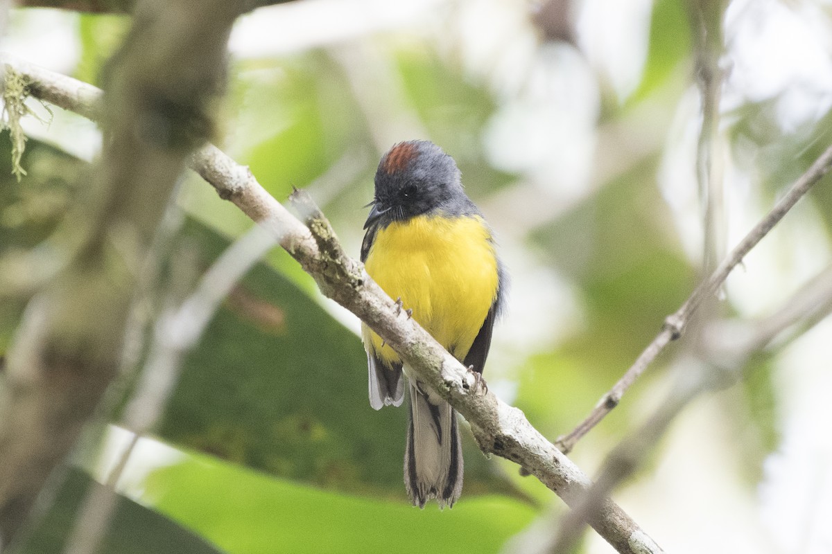 Черногорлая канделита - ML164293501