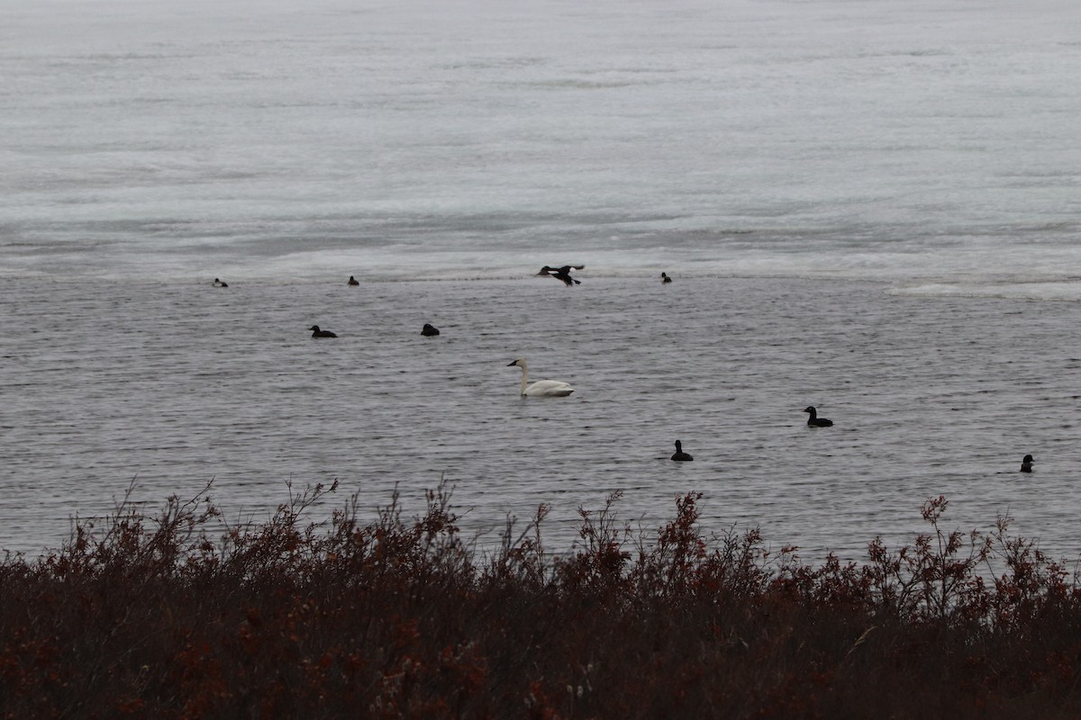 White-winged Scoter - ML164293751