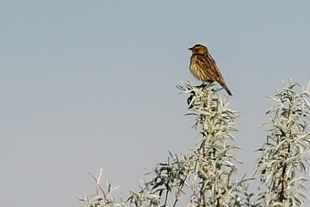 Bobolink - ML164295751