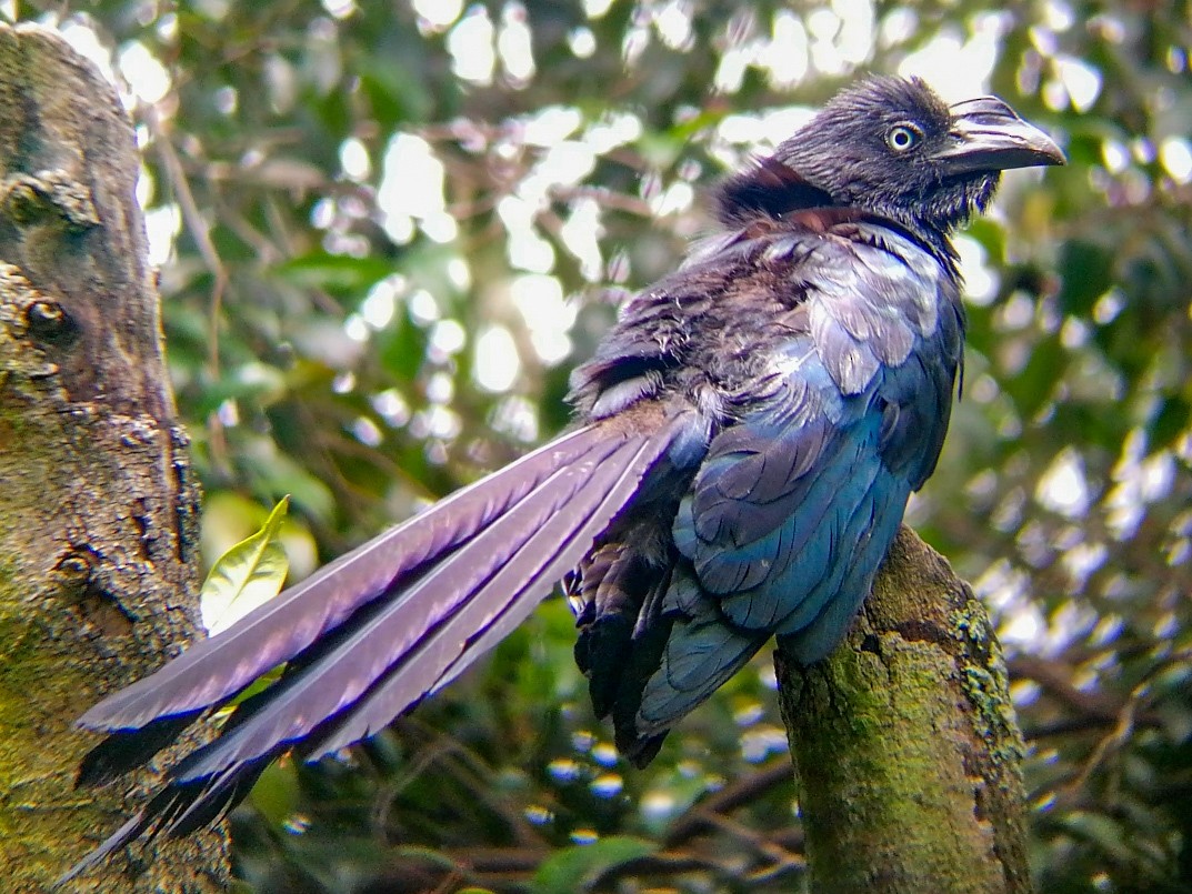 Greater Ani - ML164297991