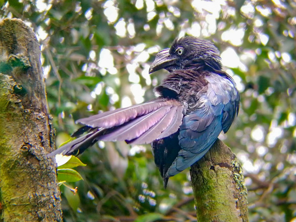 Greater Ani - ML164298001