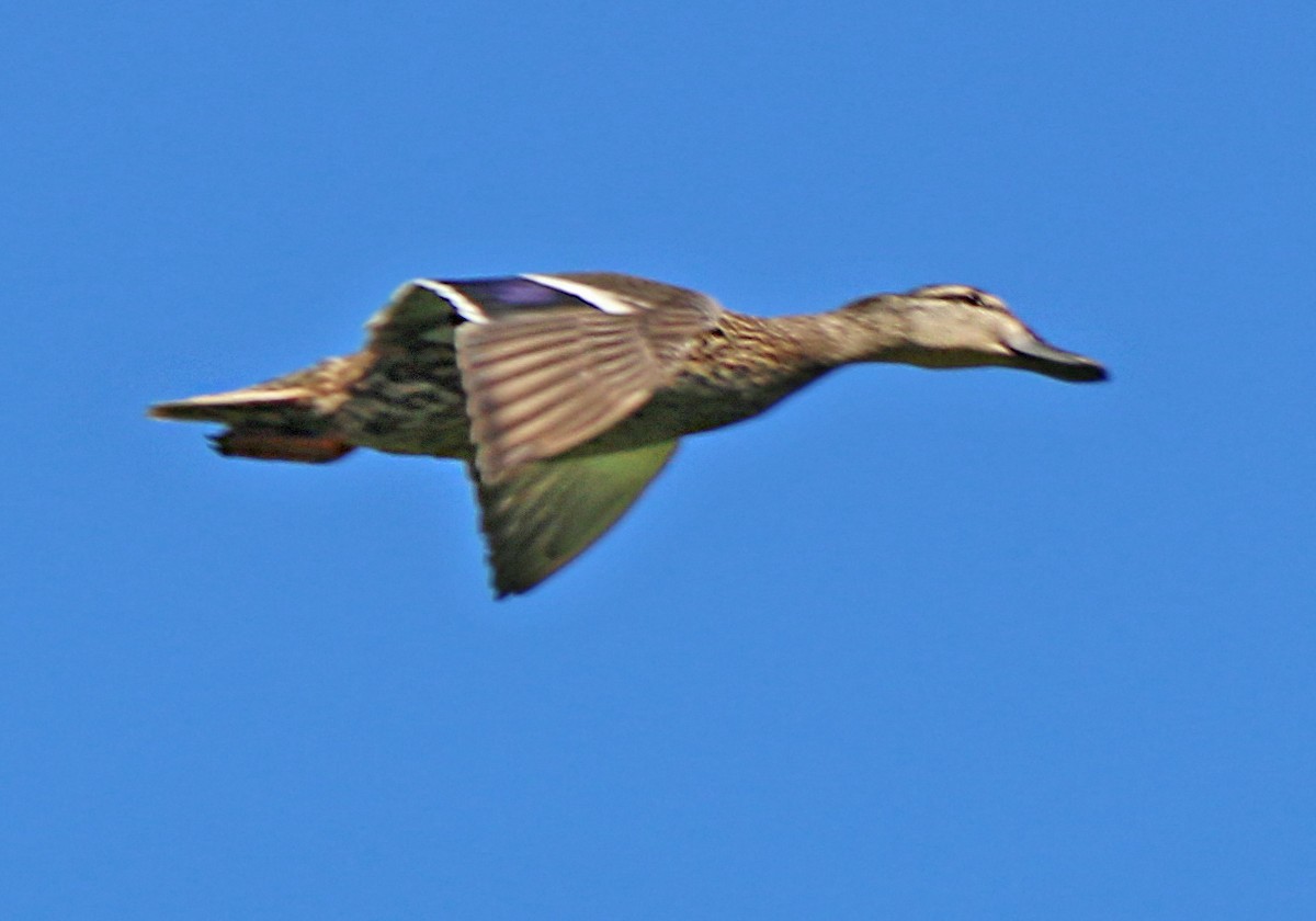 Mallard - ML164300611