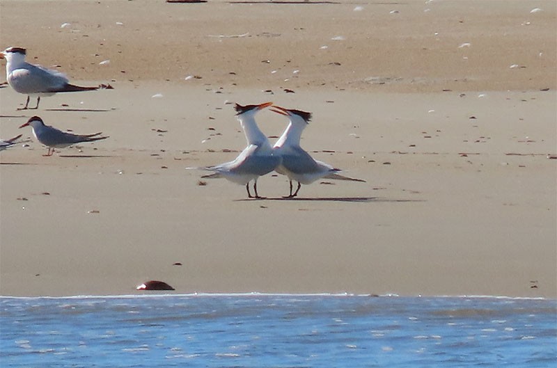 Royal Tern - Karen Lebing