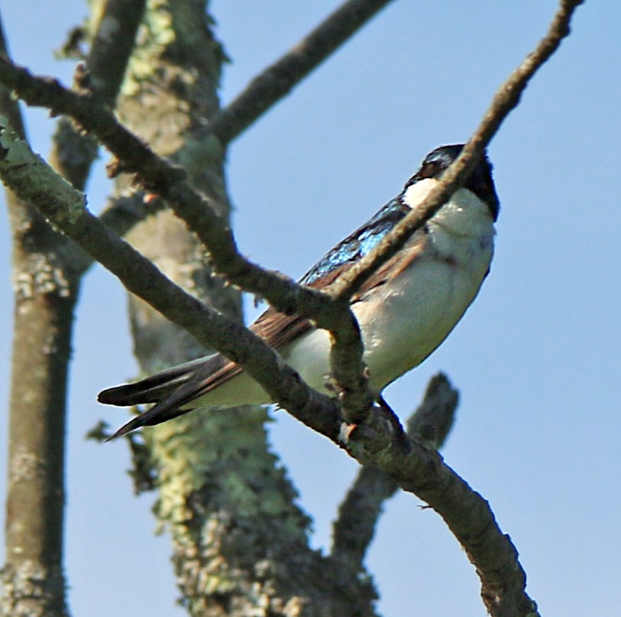 Hirondelle bicolore - ML164303141