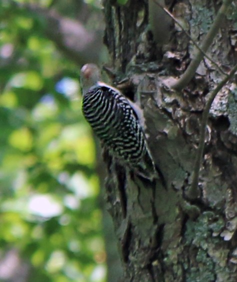 Red-bellied Woodpecker - ML164304051