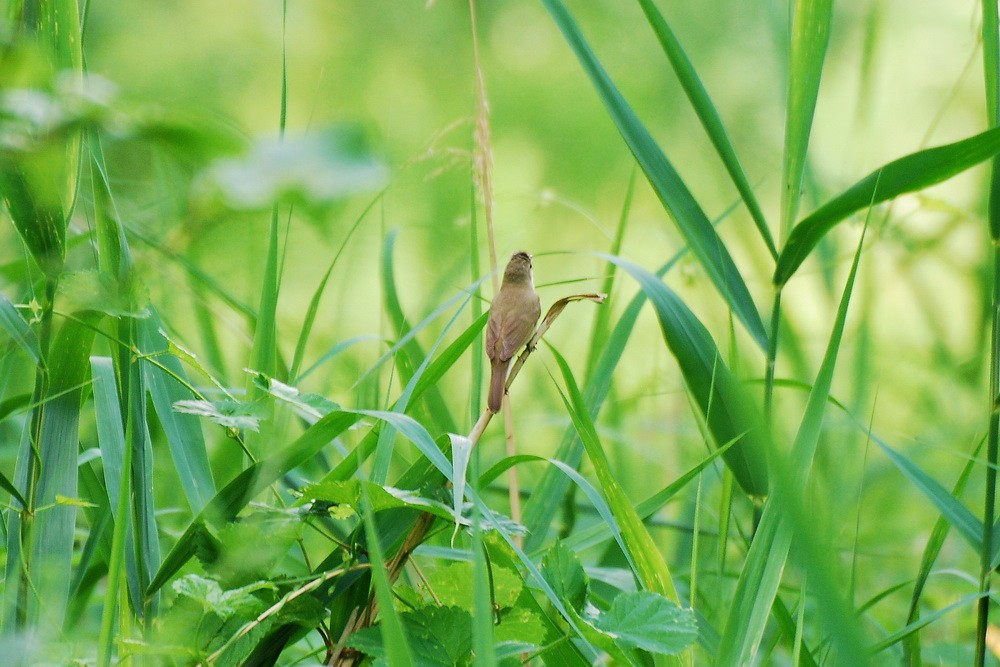 Blyth's Reed Warbler - ML164304631