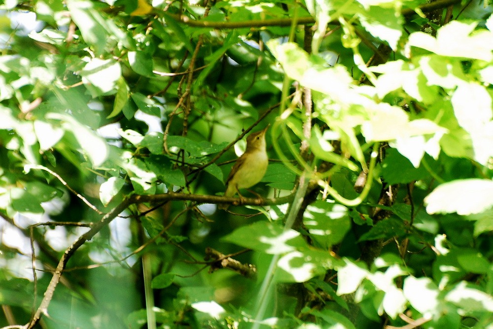 Blyth's Reed Warbler - ML164304651