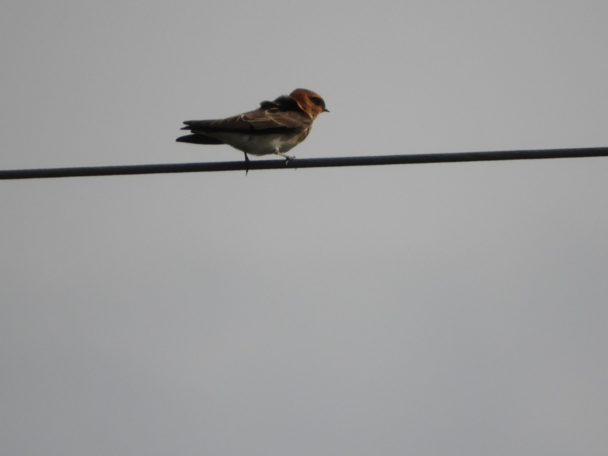 Golondrina Cabecicastaña - ML164306581