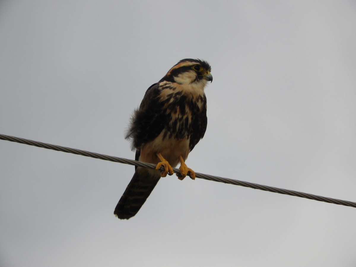 Aplomado Falcon - ML164306811