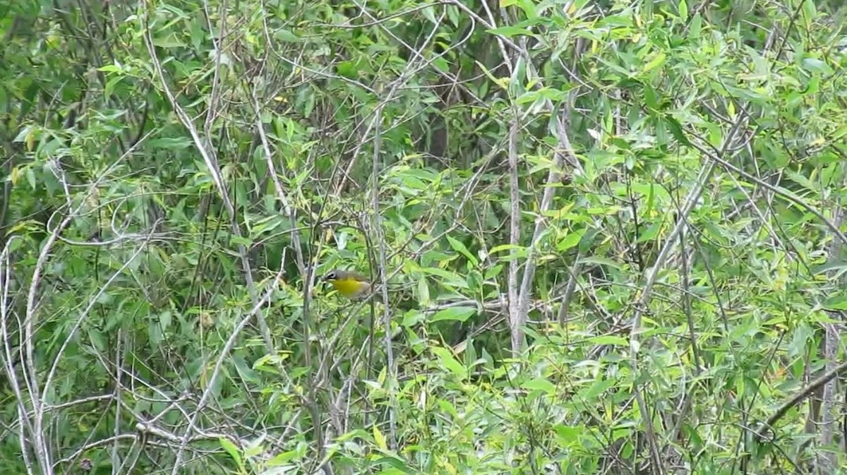 Yellow-breasted Chat - ML164306851