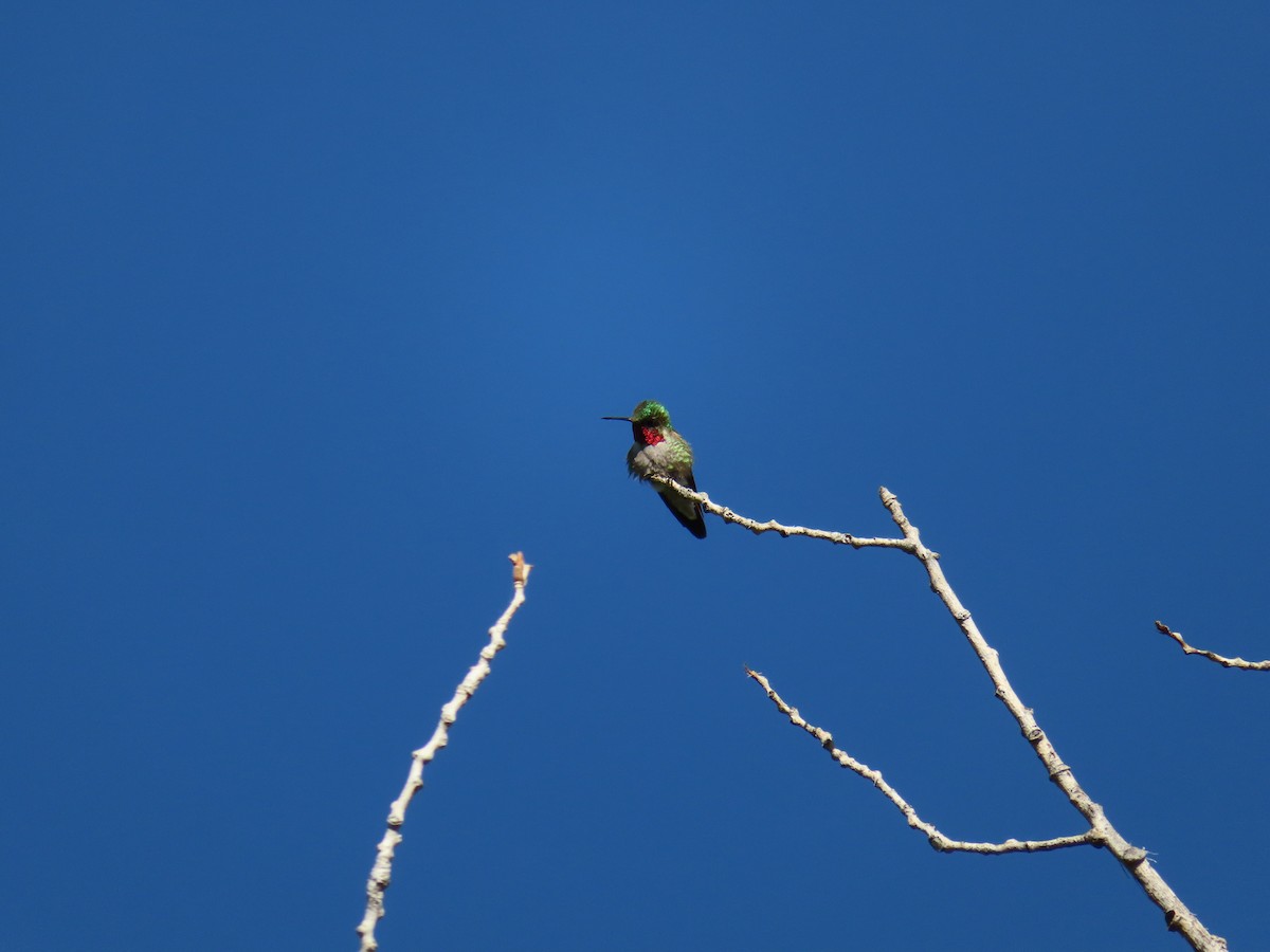 Broad-tailed Hummingbird - carolyn spidle