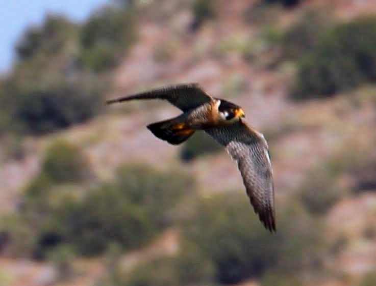 Peregrine Falcon (North American) - ML164307841