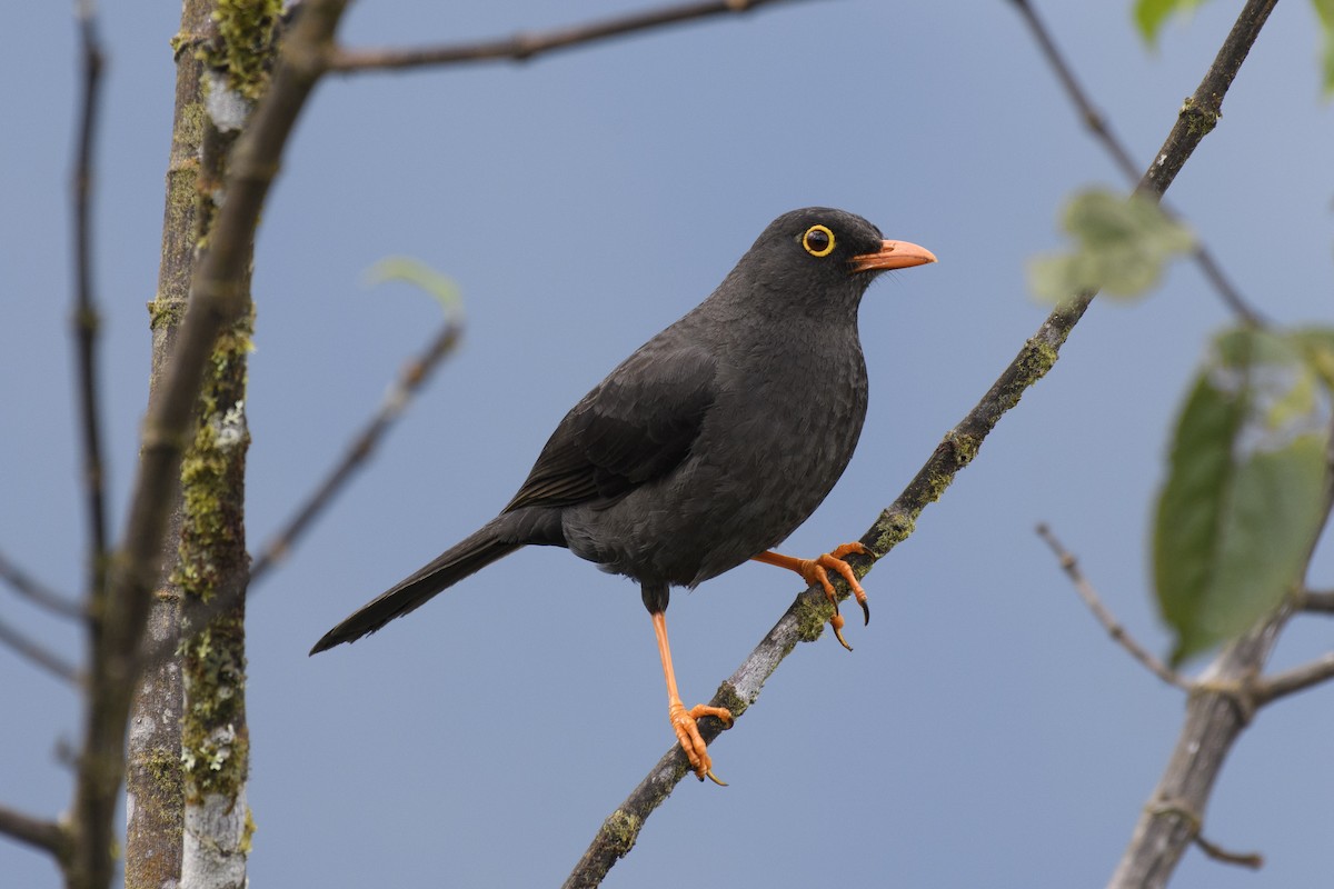 Great Thrush - ML164308431