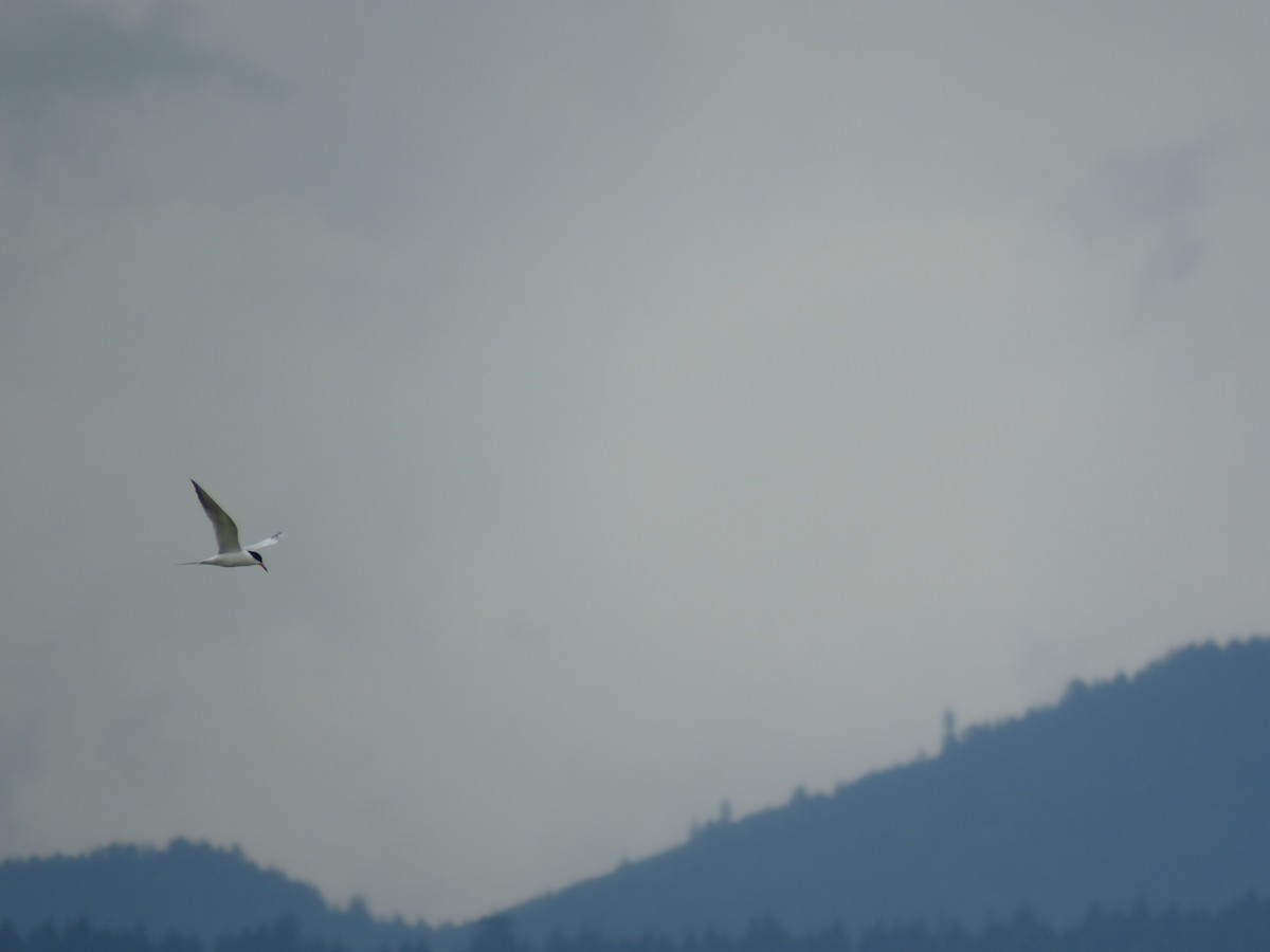 Forster's Tern - ML164308741