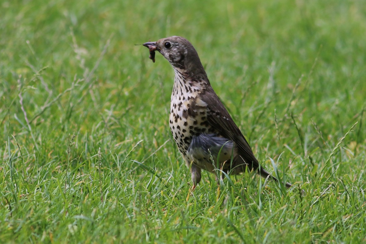 Mistle Thrush - ML164308921