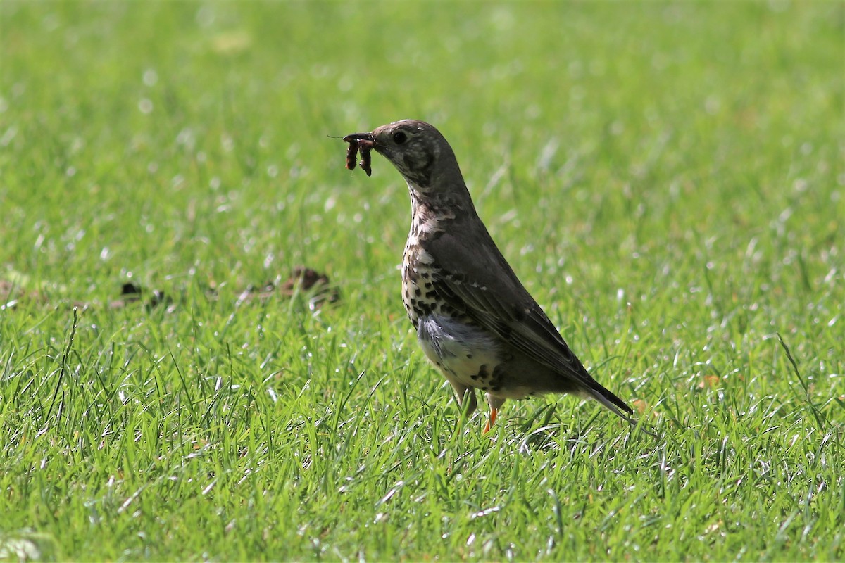 Mistle Thrush - ML164308951