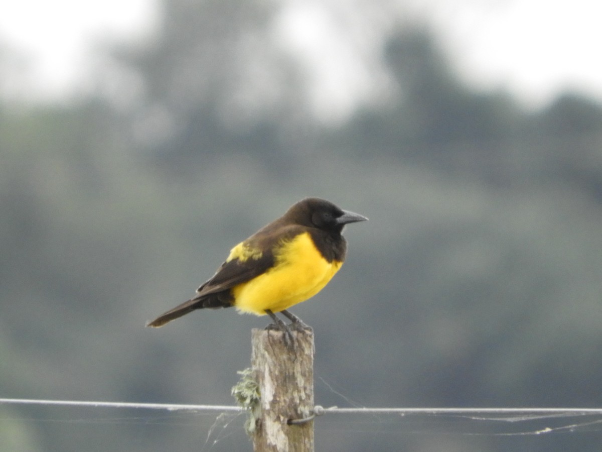 Yellow-rumped Marshbird - ML164309771