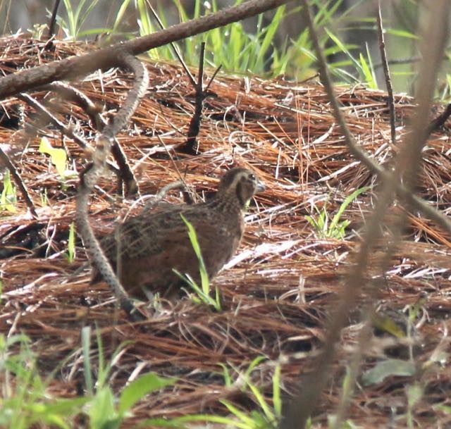 Ocellated Quail - ML164309831