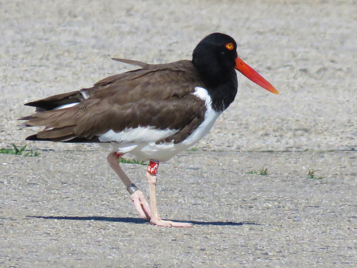 American Oystercatcher - ML164310021