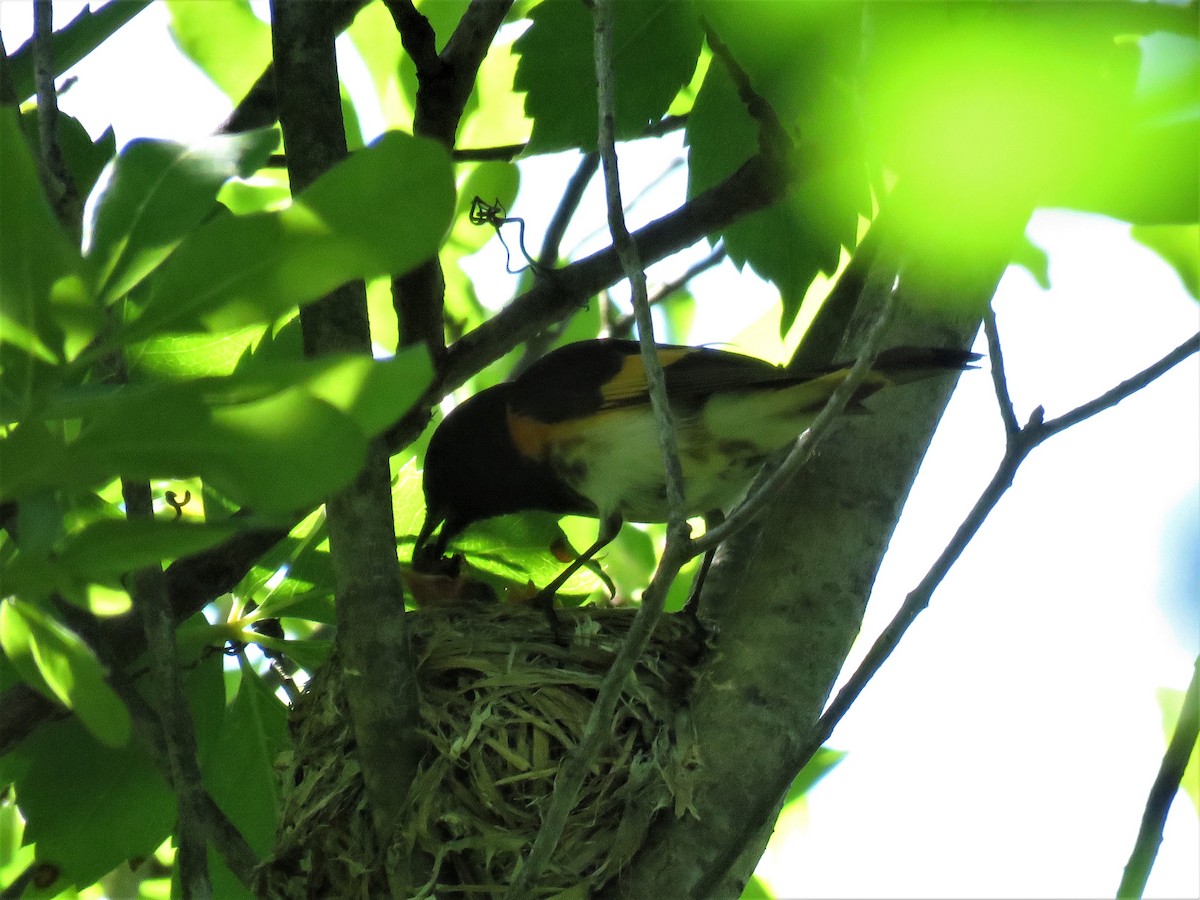 American Redstart - ML164310121