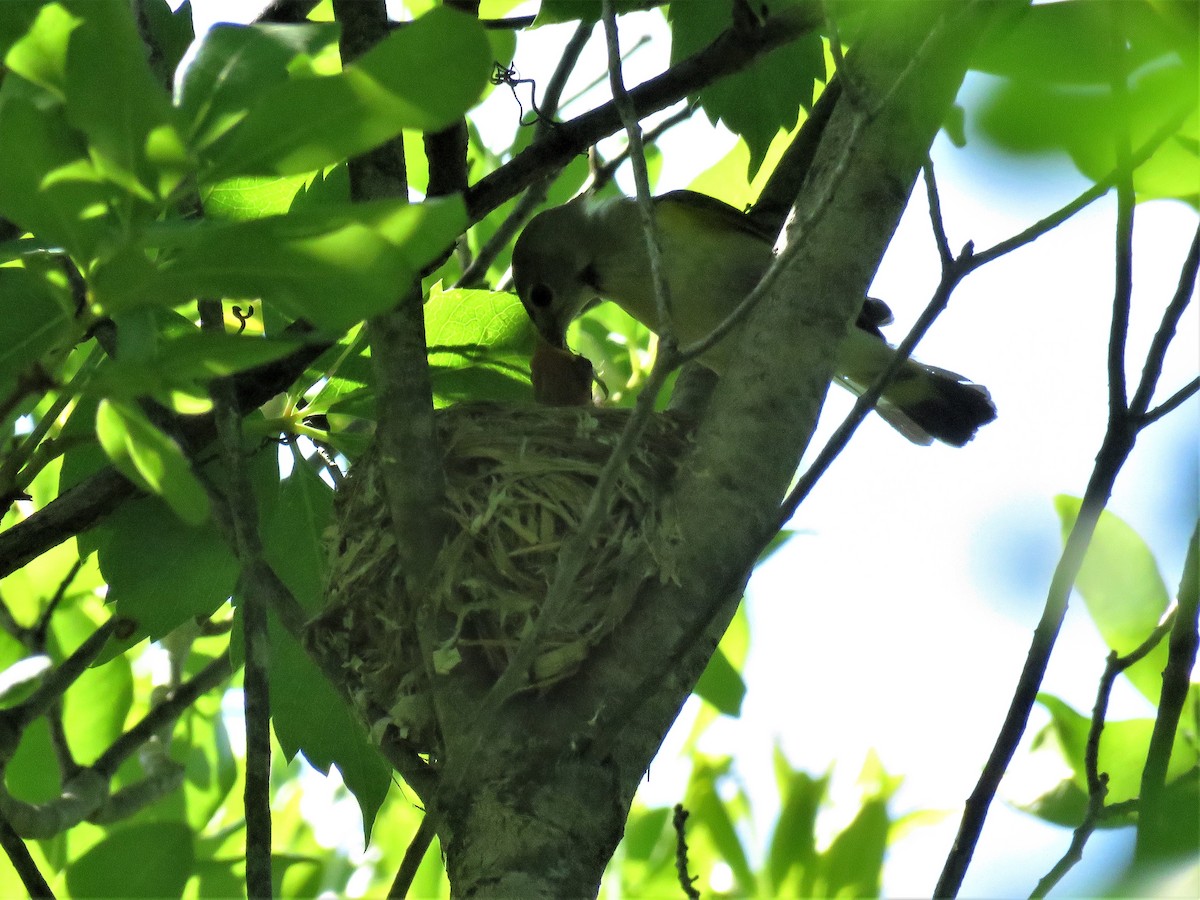 American Redstart - ML164310131