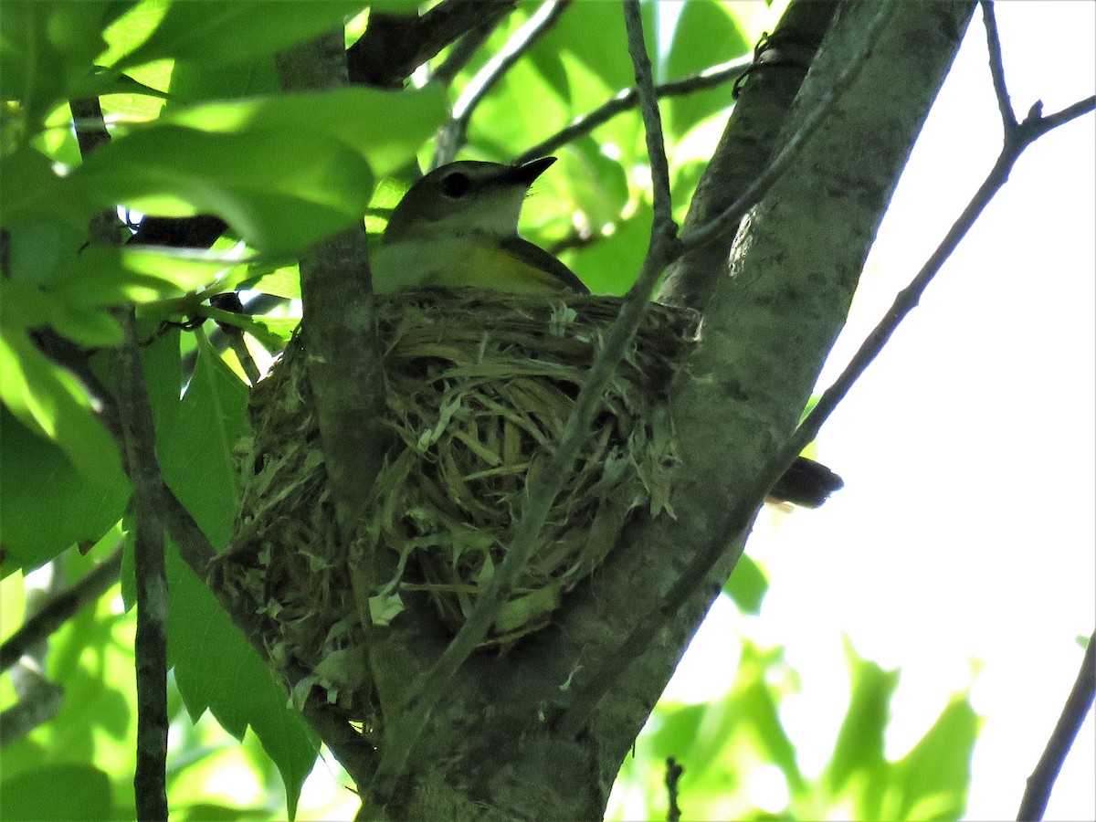 American Redstart - ML164310141