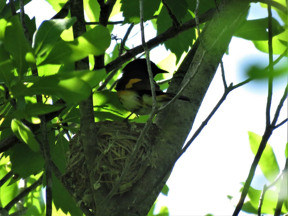 American Redstart - ML164310161