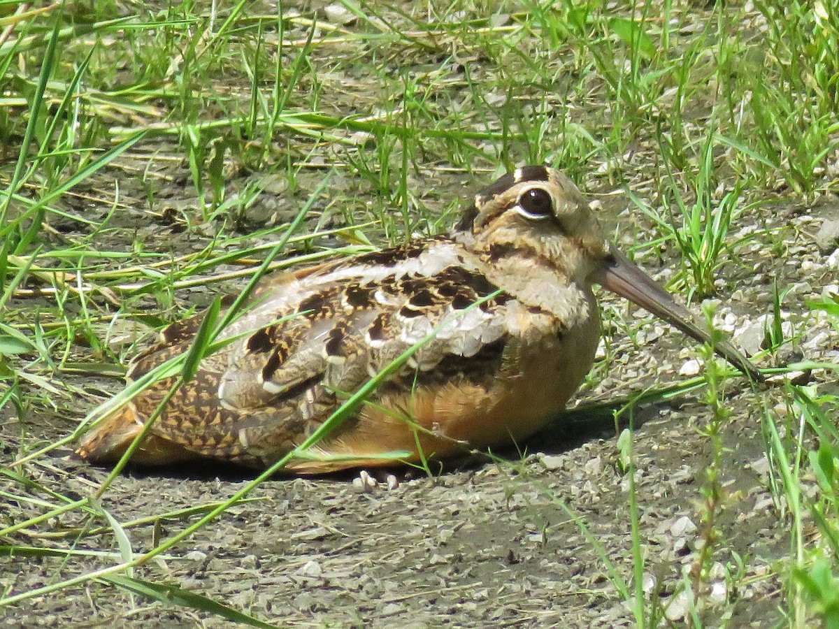American Woodcock - ML164310651