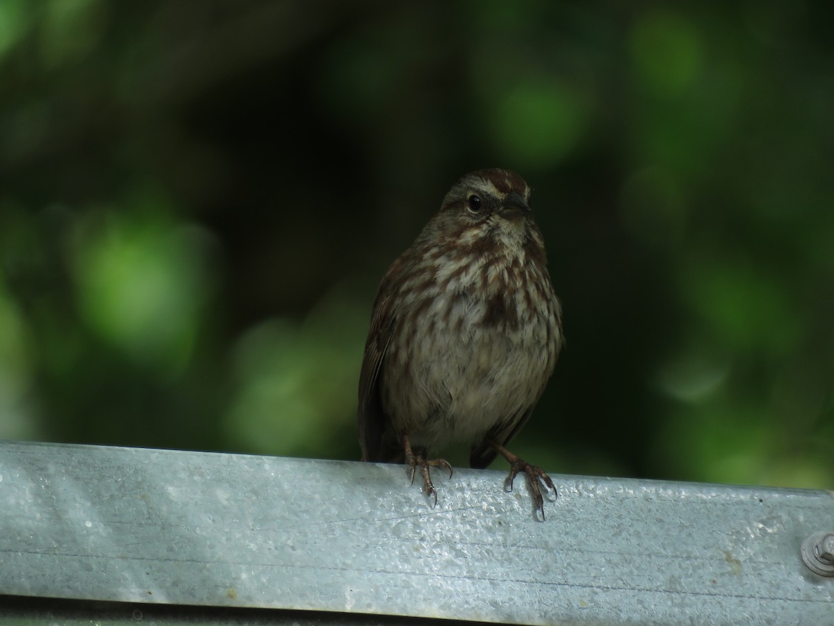 Song Sparrow - ML164311141