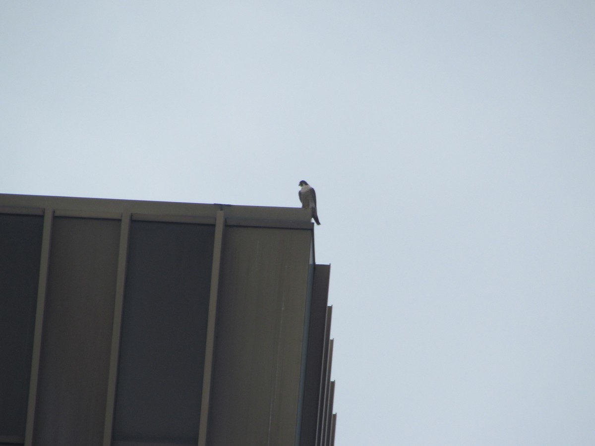 Peregrine Falcon - Susan Carpenter