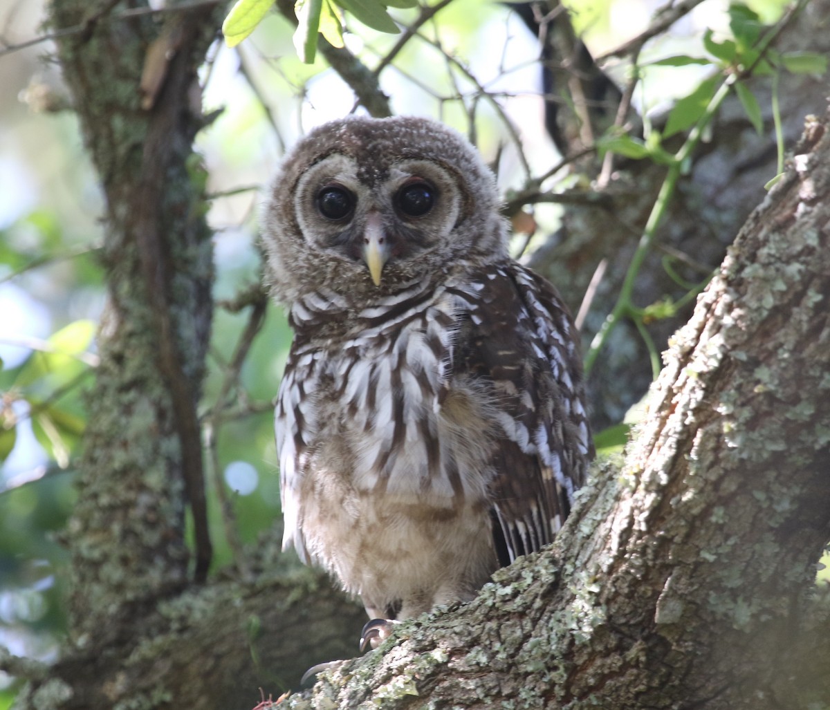 Barred Owl - Bruce  Purdy