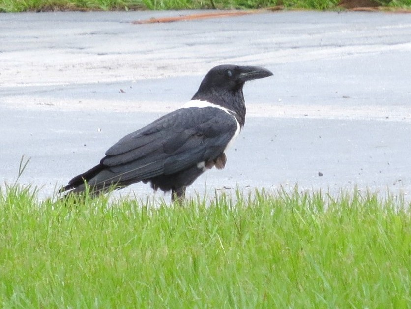 Corbeau pie - ML164315331