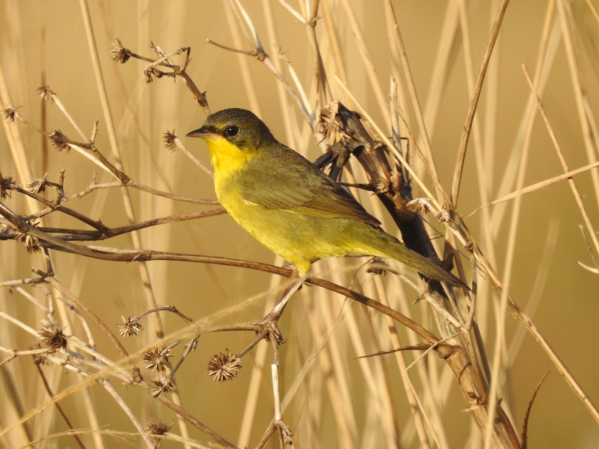 Southern Yellowthroat - Edelweiss  Enggist