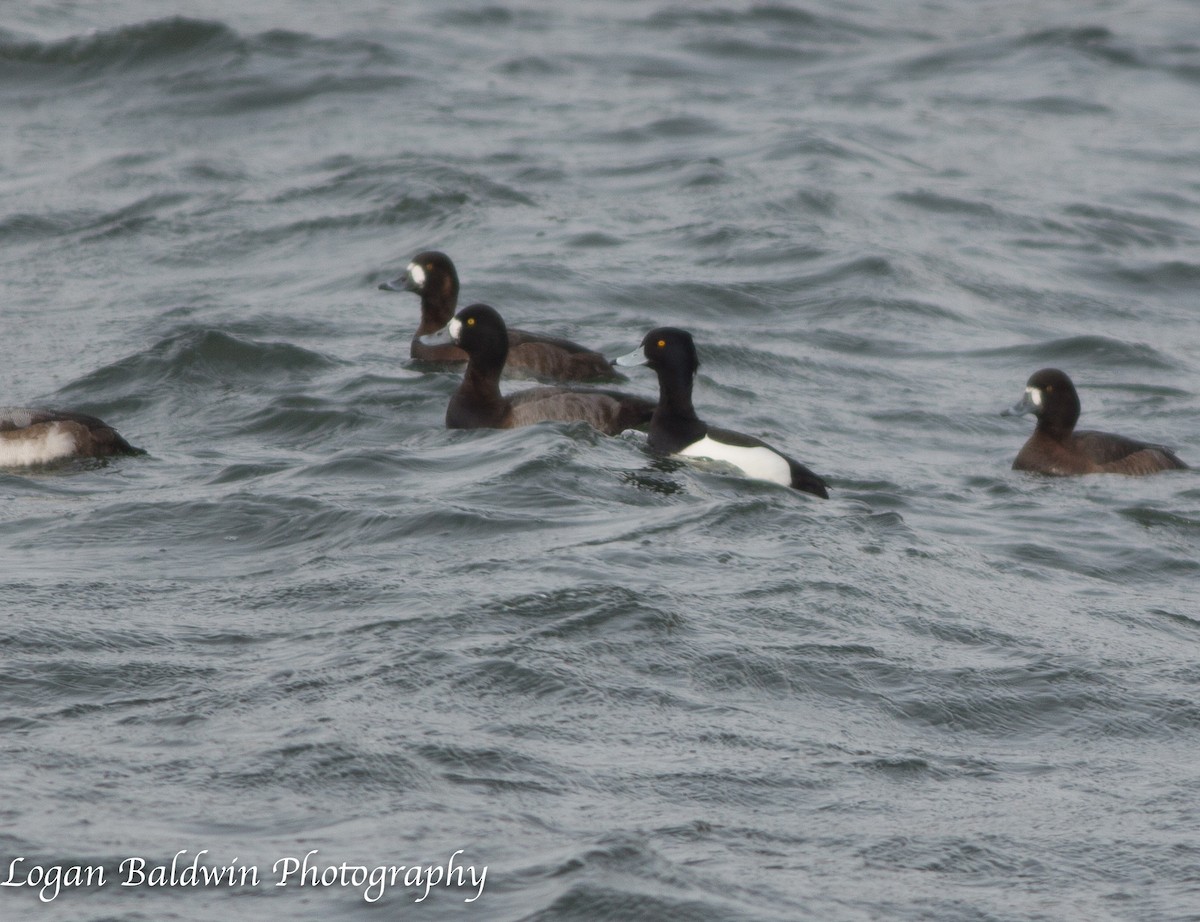 Tufted Duck - ML164318481