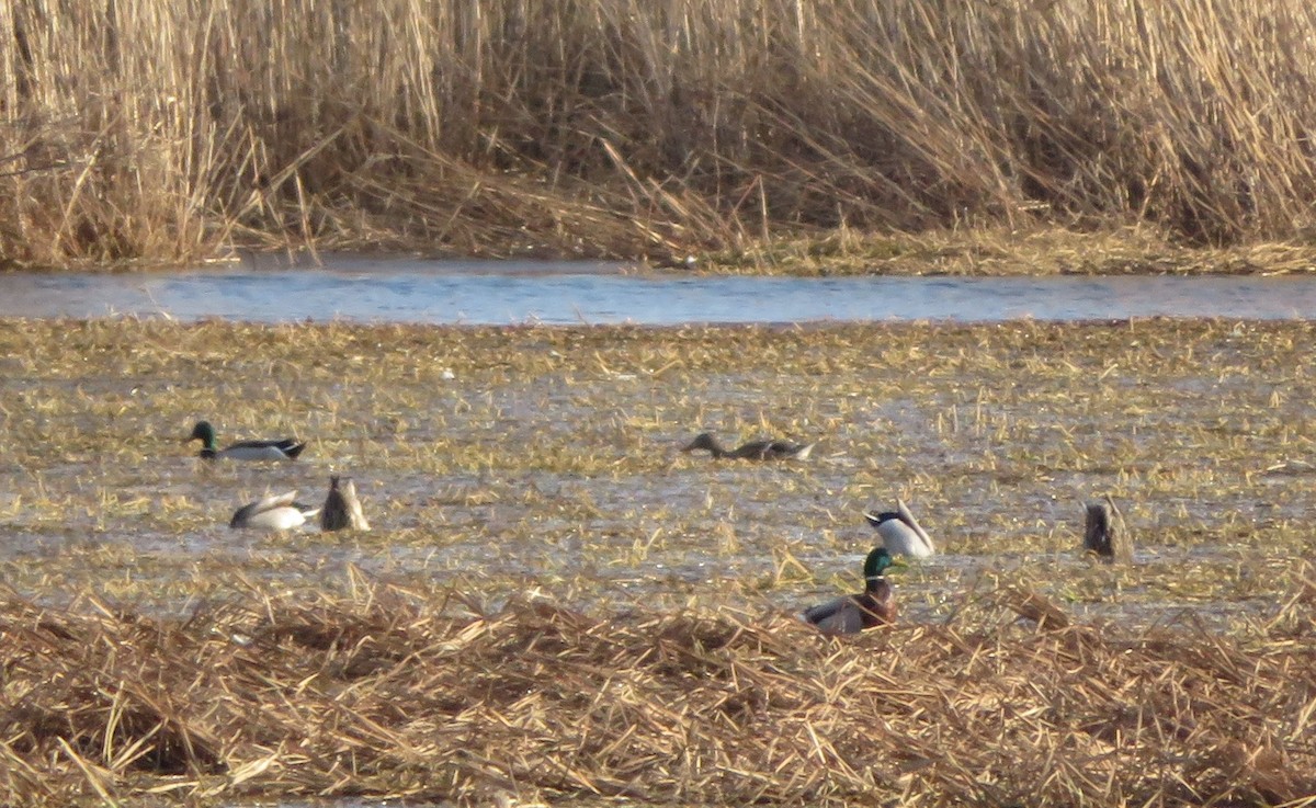 Mallard - Susan Tank