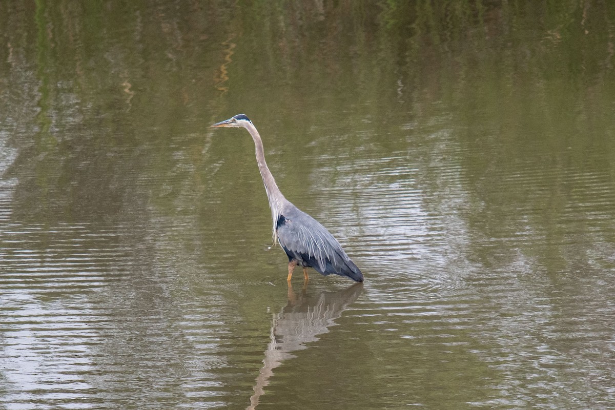 Great Blue Heron - Andrew Newmark