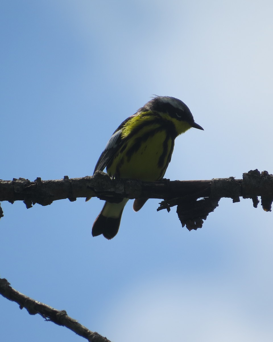 Magnolia Warbler - ML164321331