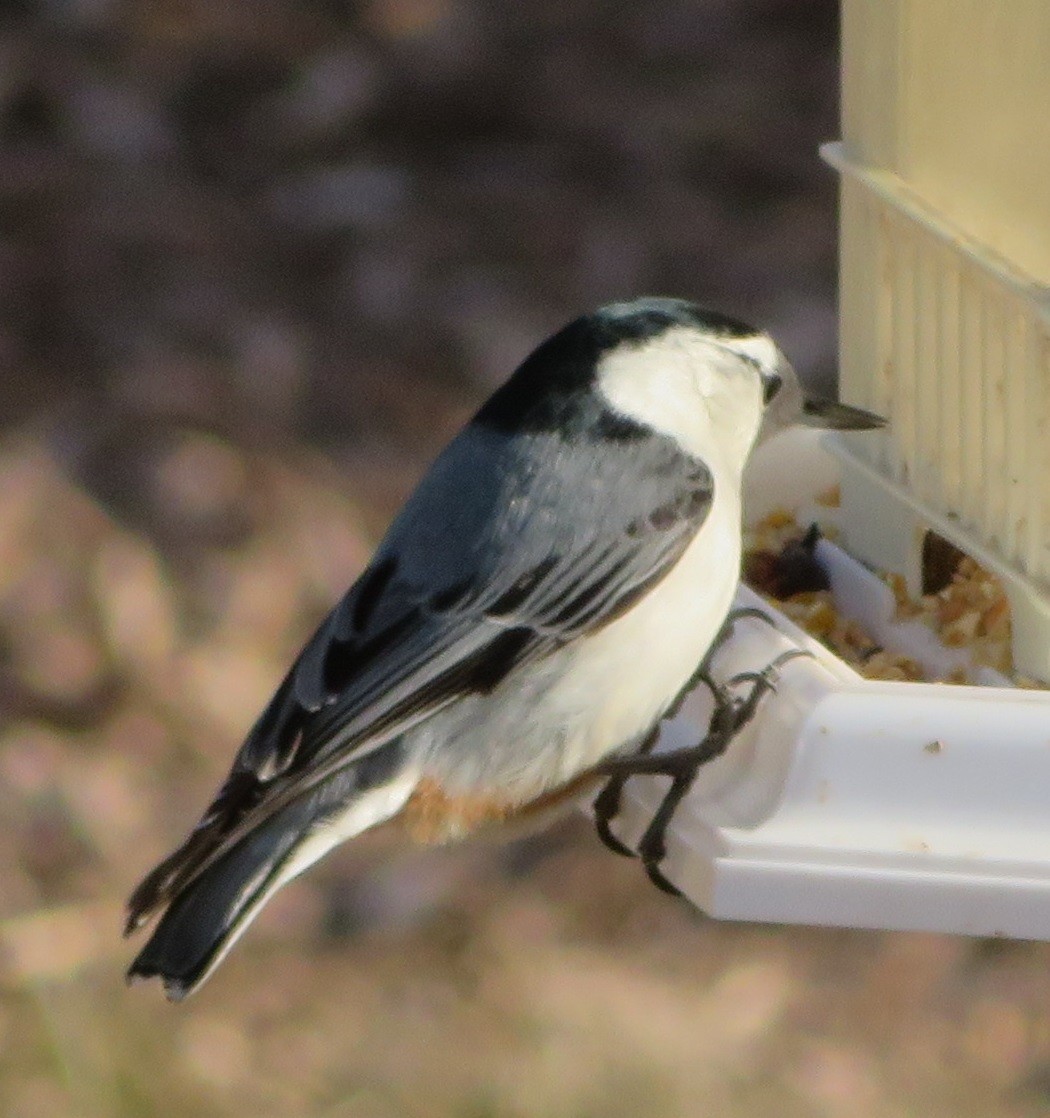 White-breasted Nuthatch - ML164321501