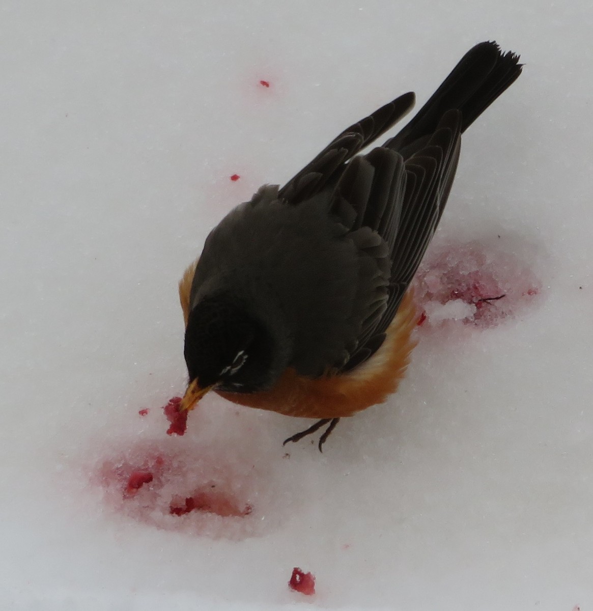 American Robin - ML164323081